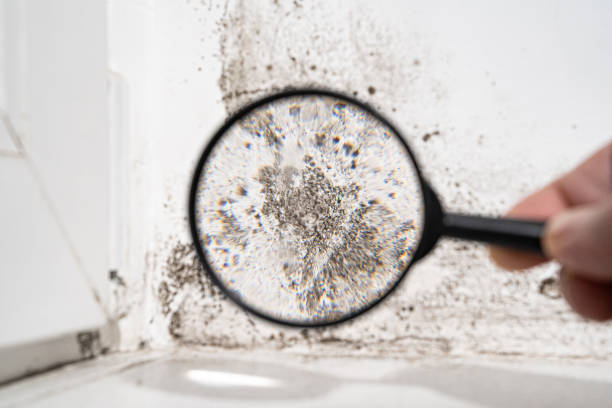 Mold Odor Removal Services in Reeds Spring, MO